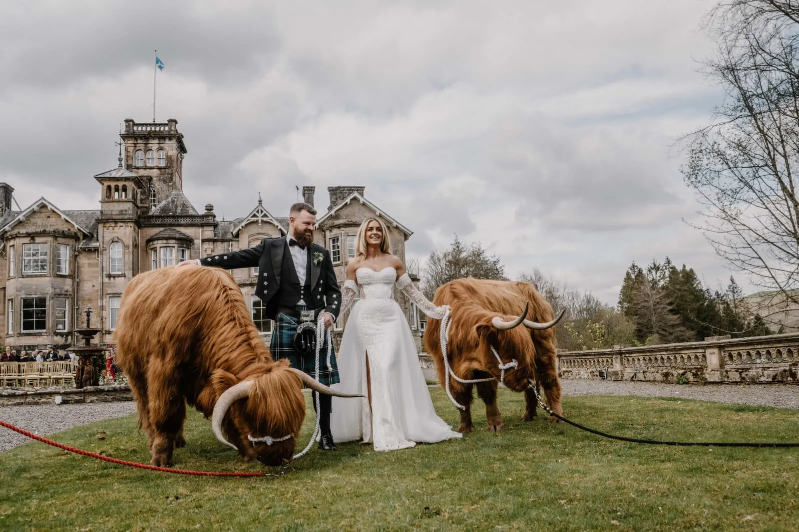 Highland cows at a wedding