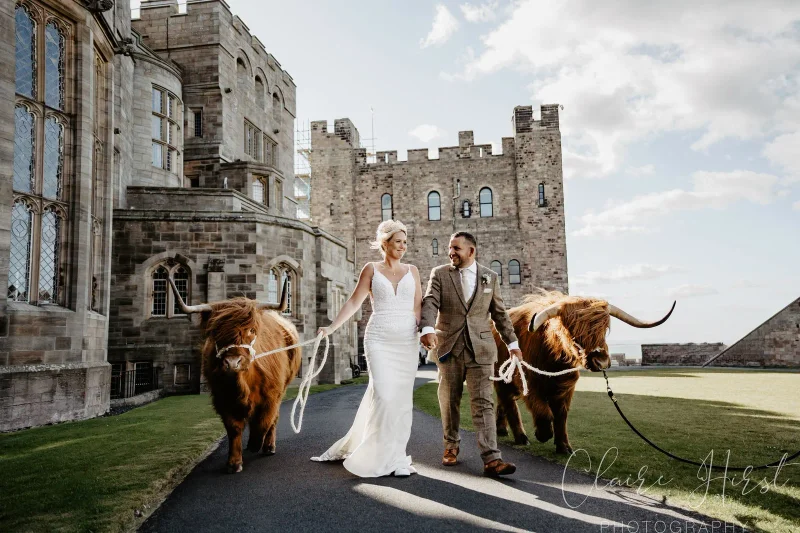 Highland cow at a wedding