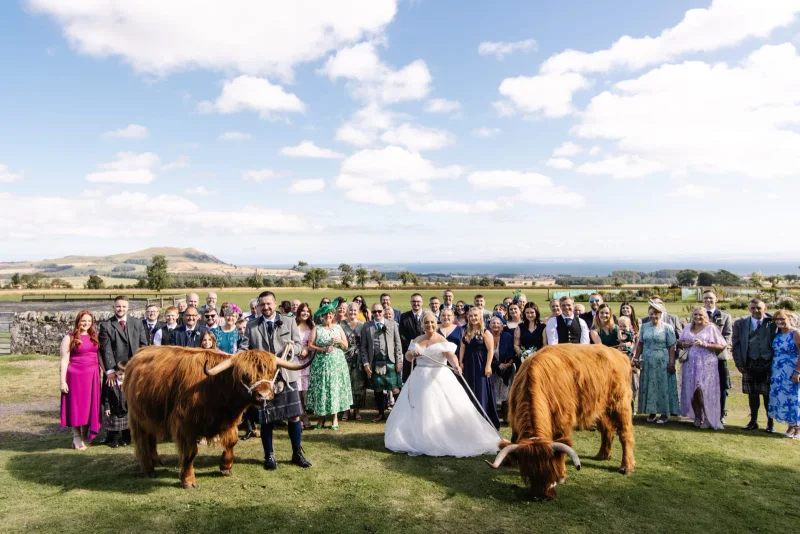 Highland cow at a wedding