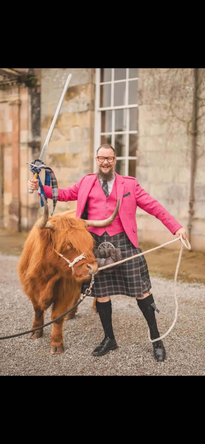 Highland cow at a wedding