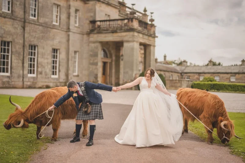 Highland cow at a wedding