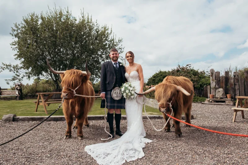 Highland cow at a wedding