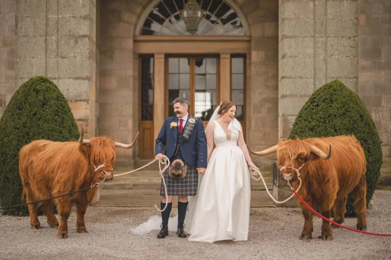 Highland cow at a wedding