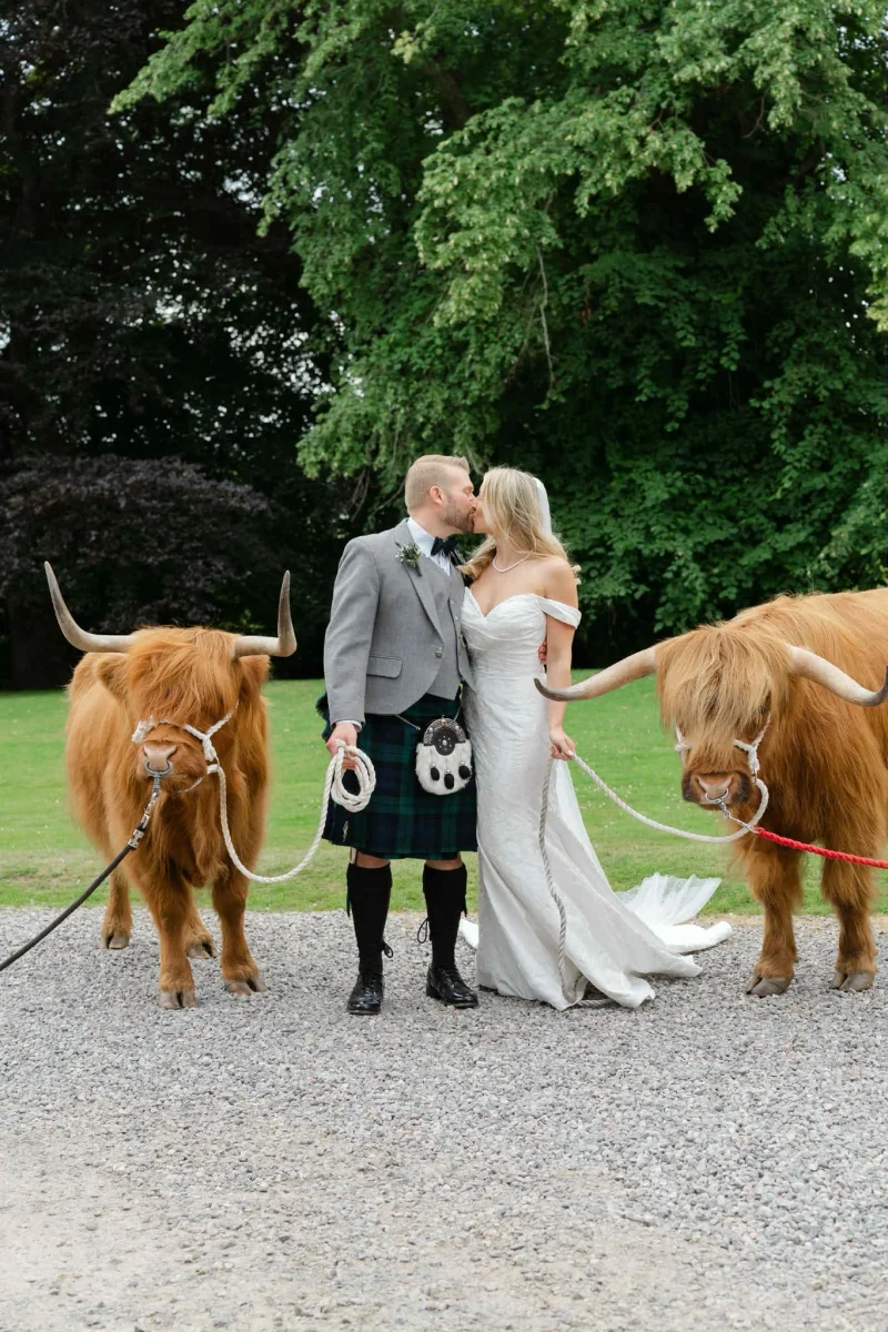 Highland cow at a wedding
