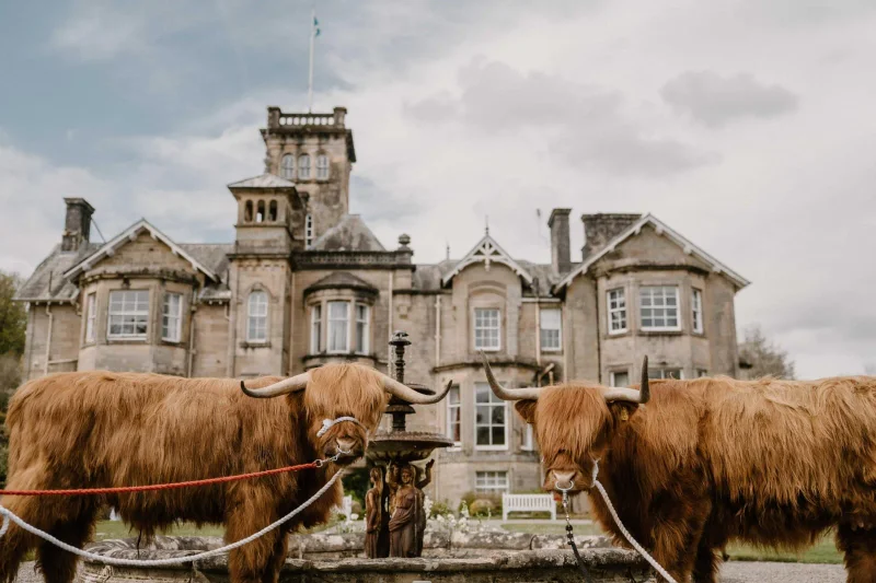 Highland cow at a wedding