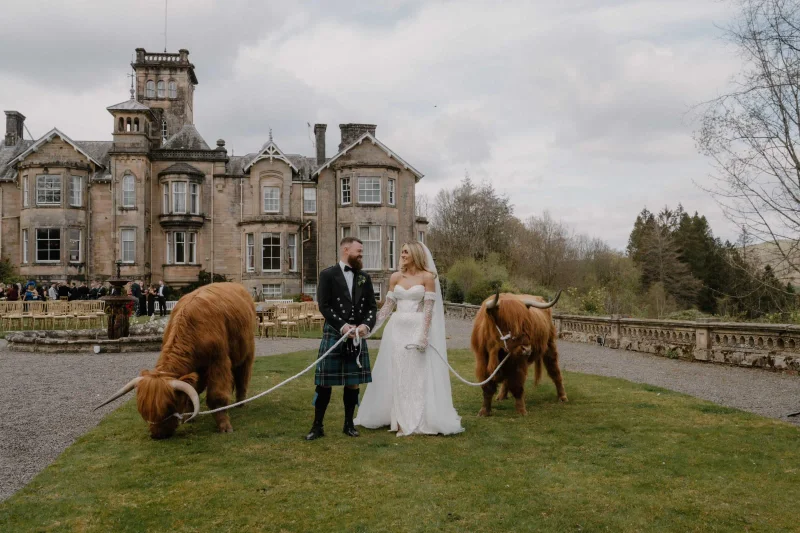Highland cow at a wedding