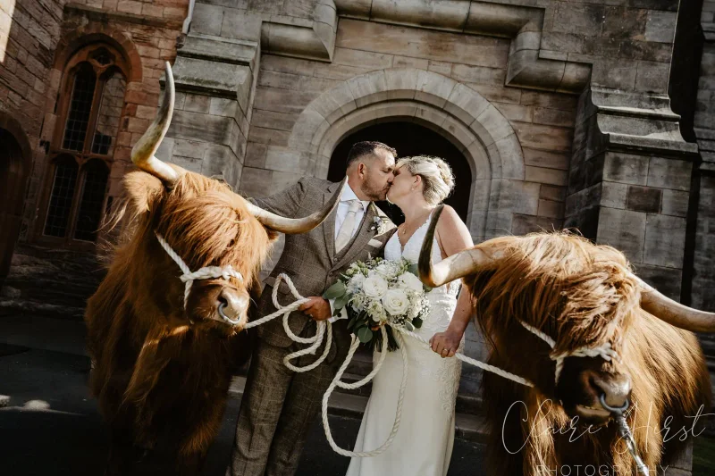 Highland cow at a wedding
