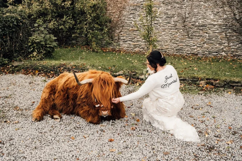 Highland cow at a wedding