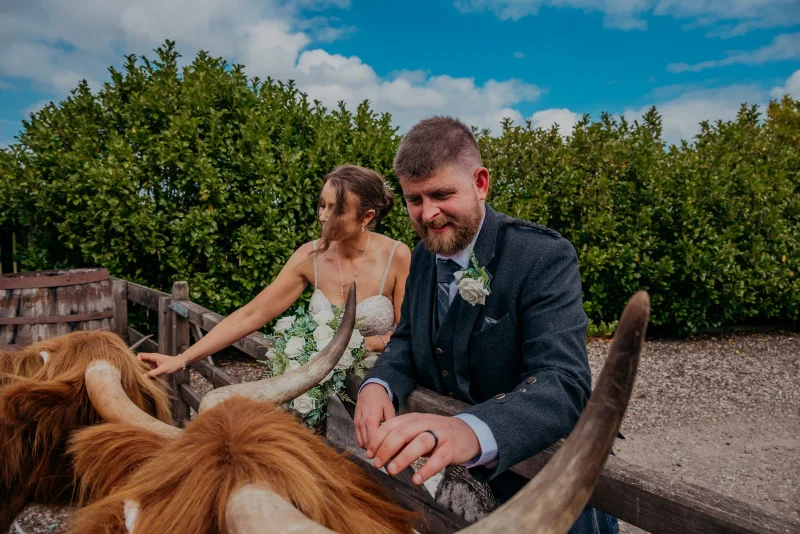Highland cow at a wedding