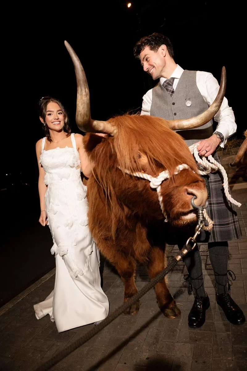 Highland cow at a wedding