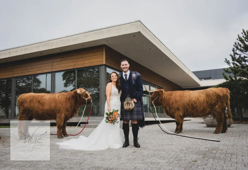 Highland cow at a wedding
