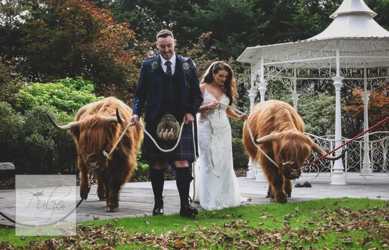 Highland cow at a wedding