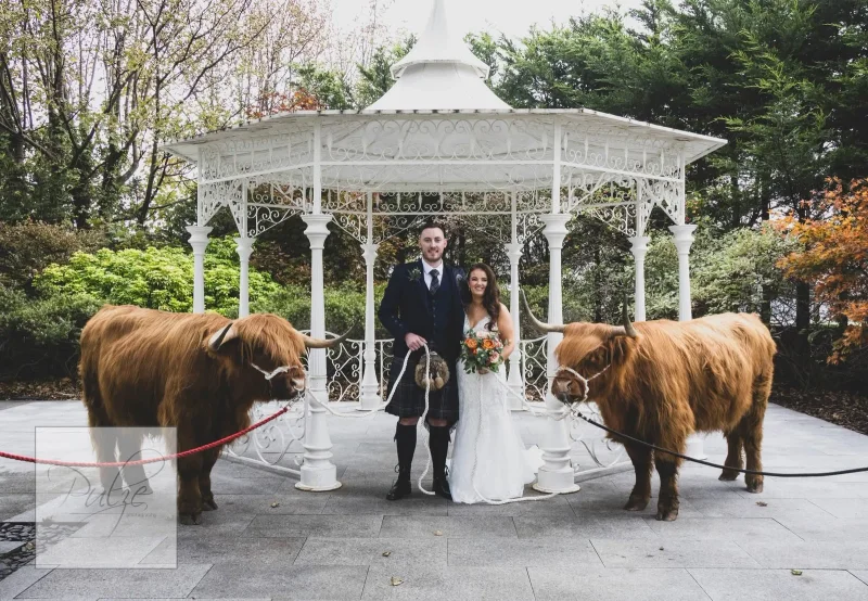Highland cow at a wedding