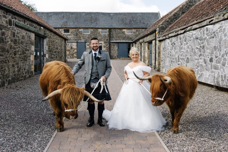 Highland cow at a wedding